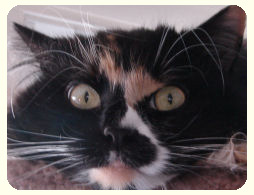 cat's eyes